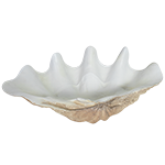 
            
                Load image into Gallery viewer, Resin Clam Shell
            
        